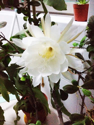 曇花開(kāi)在我家